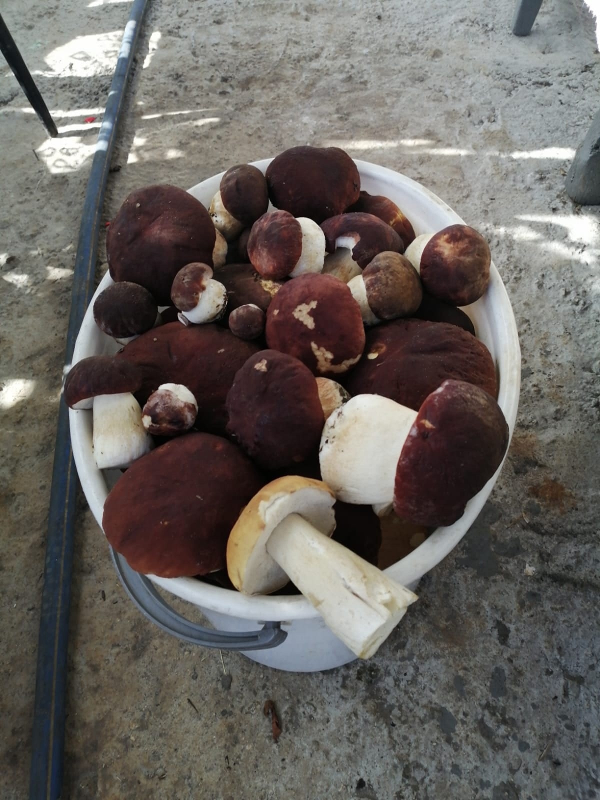 Шикарные белые грибы в Тавде