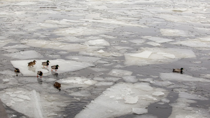 Утки ныряют среди льдин: завораживающий фоторепортаж с Волги, на которой тронулся лед