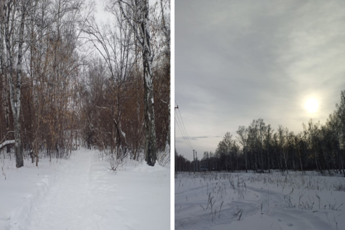 Черные лесорубы вырубили деревья в НСО на 22 миллиона рублей — их пришлось объявлять в федеральный розыск