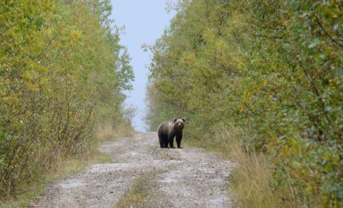 В Пермском крае медведь попал в кадр камеры видеонаблюдения неподалеку от жилого района