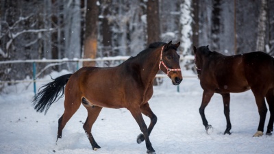 Чем заняться на выходных в Казани: рассказываем о самых популярных конных клубах города