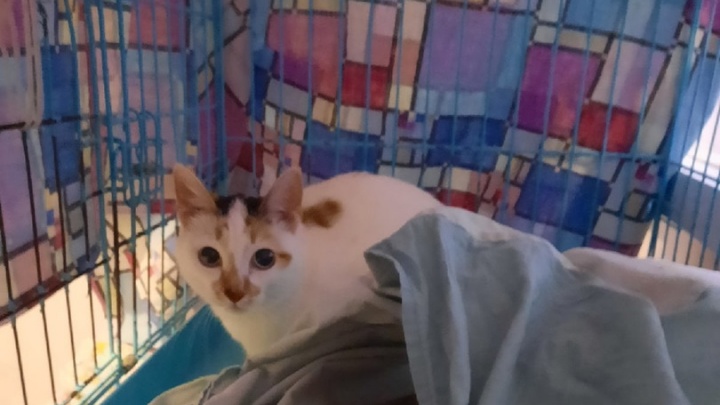 В Челябинске спасли кошку, которую хозяйка оставила умирать в запертой квартире