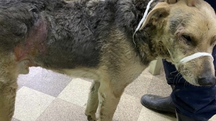 Две собаки умерли от сердечного приступа после новогоднего фейерверка в Ростове