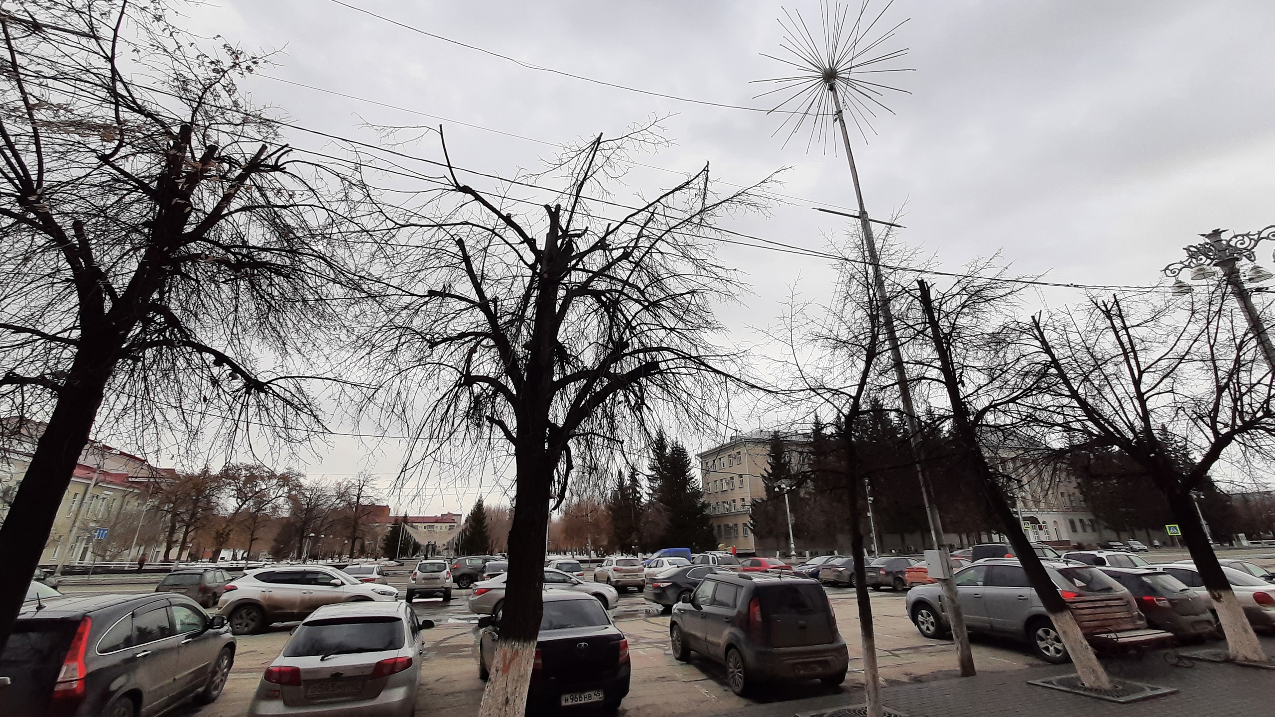 Курганцев удивило срезание верхушек лип на центральной площади Курганцев удивило срезание верхушек лип на центральной площади