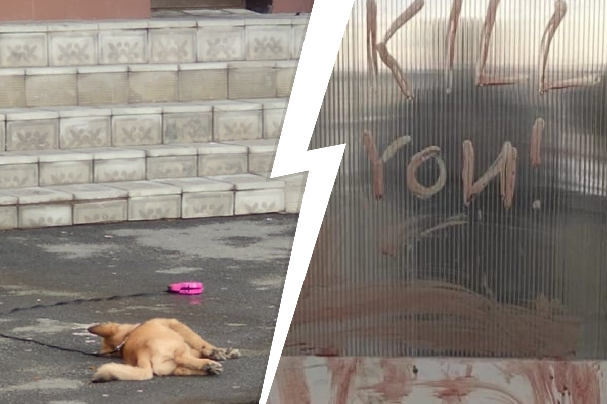 «Нарисовала надпись кровью». В Челябинске 14-летняя девочка скинула собаку с крыши многоэтажки