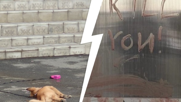 «Нарисовала надпись кровью». В Челябинске 14-летняя девочка скинула собаку с крыши многоэтажки
