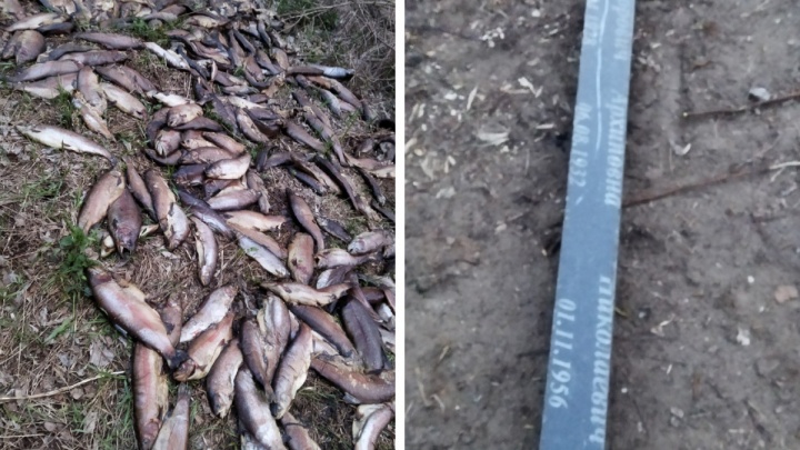 «Вонь несусветная»: ярославцы выложили в соцсети фото тухлой рыбы и обрезков могильных памятников