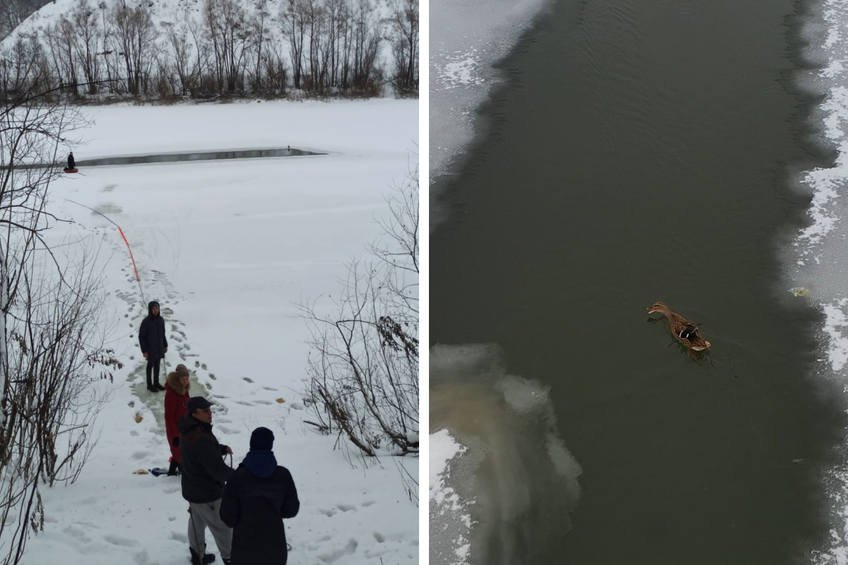 В Новосибирске в реке замерзает утка — жители устроили масштабную операцию ради спасения птицы