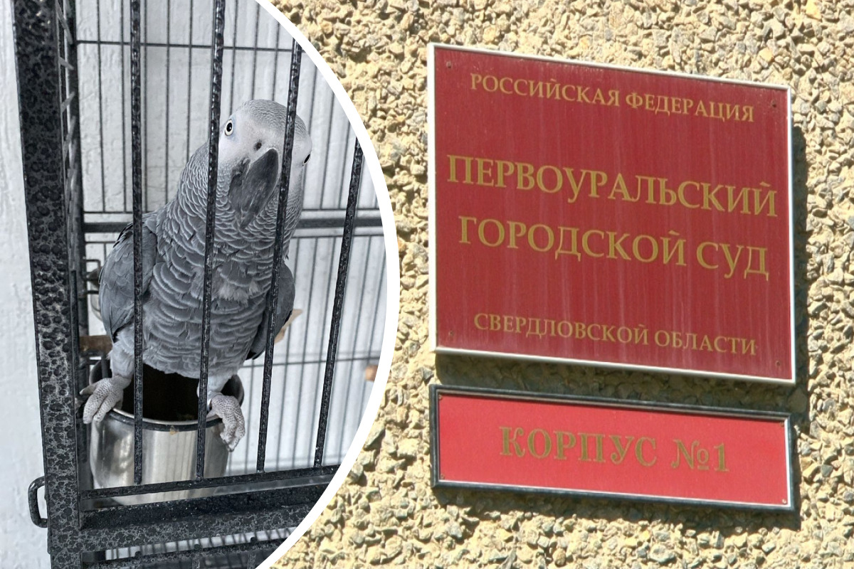 «По ночам кричал и бился в судорогах»: на Урале магазин продал больного попугая за сто тысяч рублей