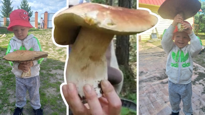В тюменских лесах появились грибы-гиганты. Показываем моховик размером с голову ребенка