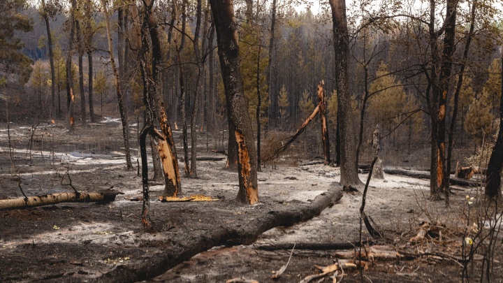 Всё потушено: огнеборцы справились с лесными пожарами