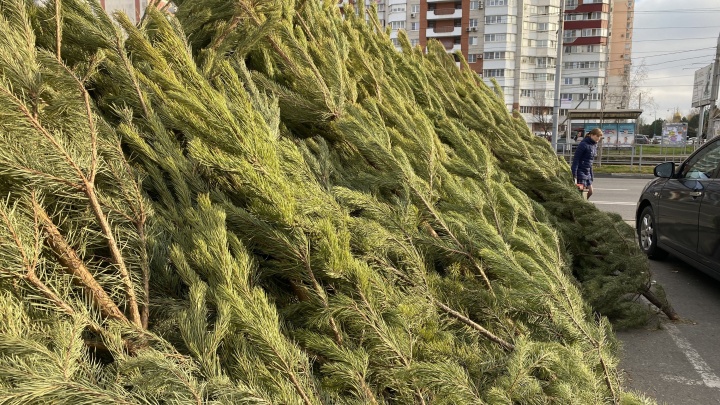 В Краснодаре можно будет переработать елки