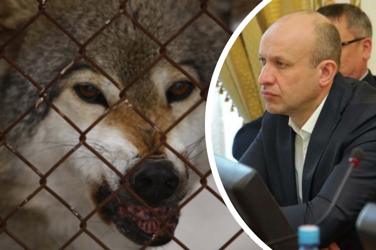 На Урале осудили депутата-живодера, который с друзьями давил волков снегоходом