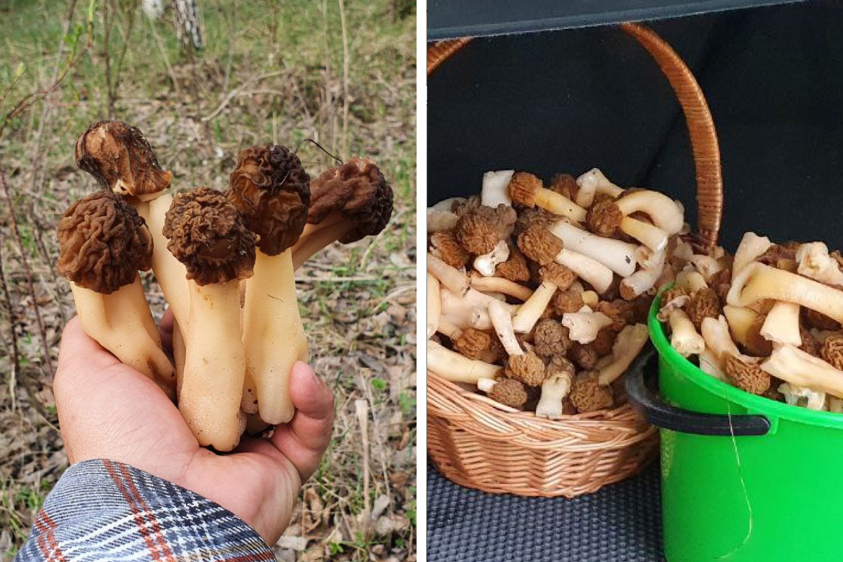 15 килограммов за час: уральцы поделились самыми урожайными местами сбора первых грибов