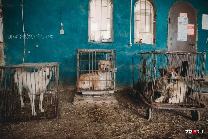За 2021 год в Тюмени отловили больше 2000 бездомных собак