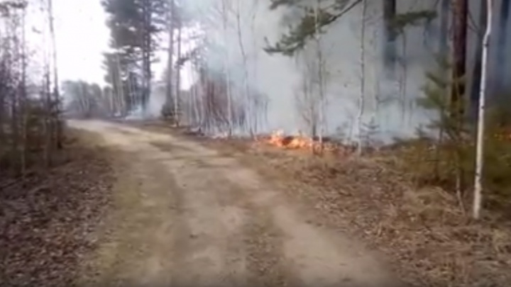 Возле поселка Палкино вспыхнул лесной пожар