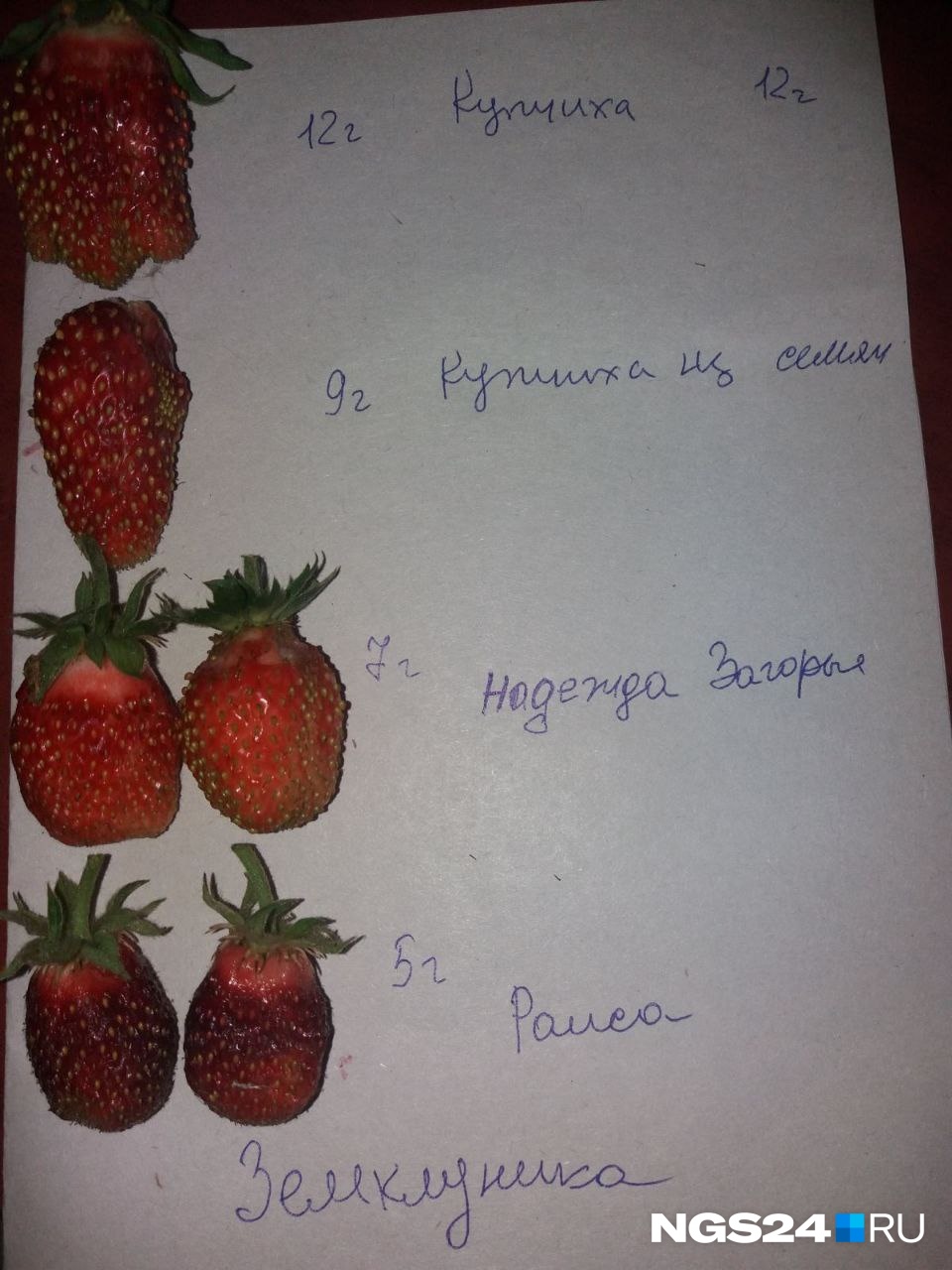 Садовод поделилась шпаргалкой для любителей ягоды. На ней сама ягода, вес и название сорта земклуники Садовод поделилась шпаргалкой для любителей ягоды. На ней сама ягода, вес и название сорта земклуники