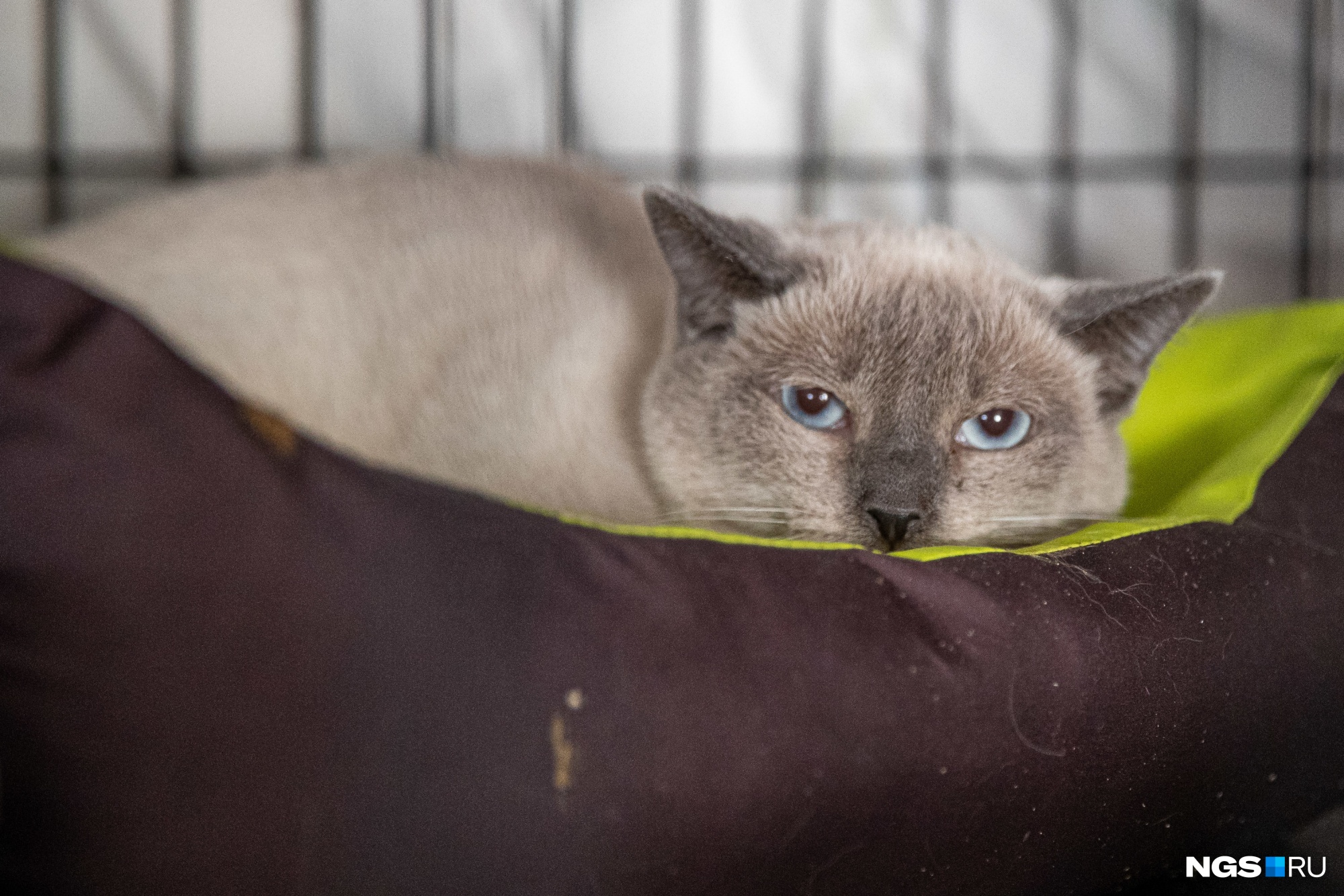 Кот Шакир был котенком, когда мама-кошка привела его с сестрой к заправке и ушла Кот Шакир был котенком, когда мама-кошка привела его с сестрой к заправке и ушла