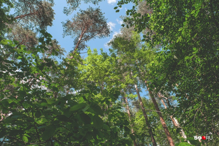 Чаще всего клещей «ловят» в садах, лесах и лесопарковых зонах