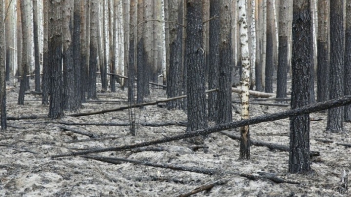 В пяти районах Тюменской области начались природные пожары