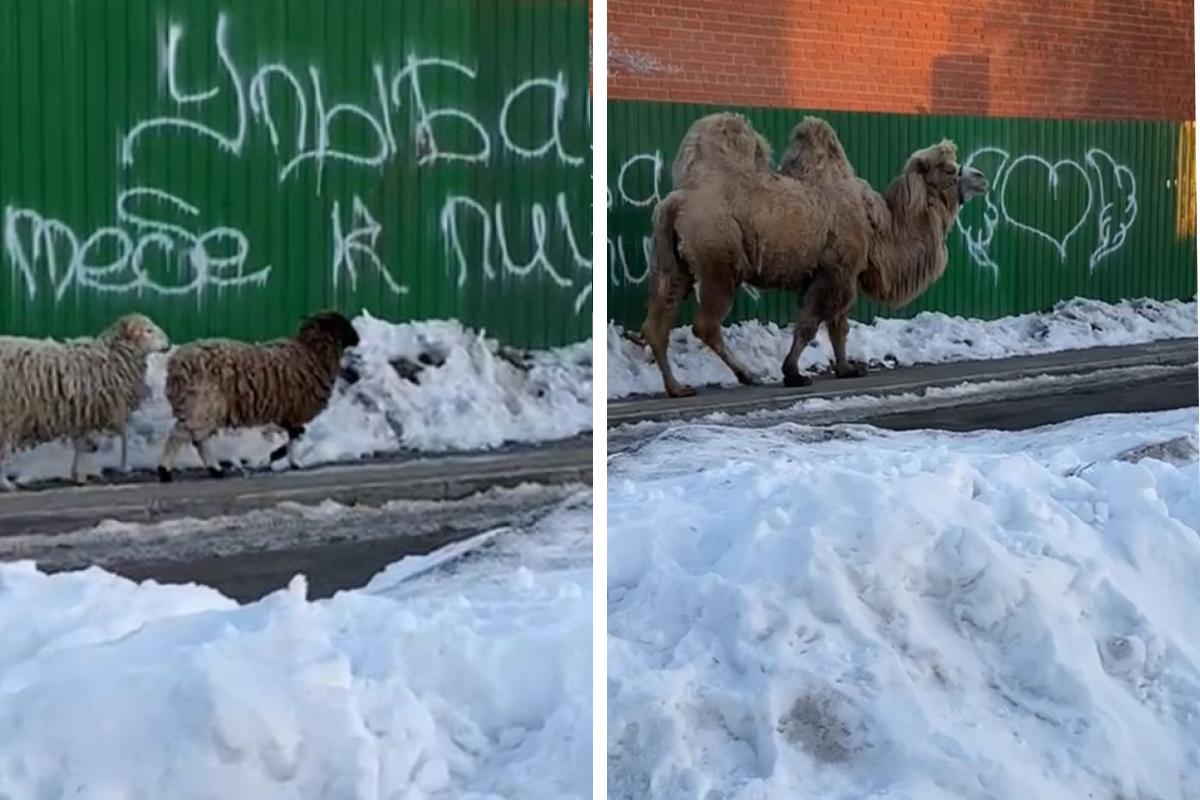 В Арамиле сняли на видео верблюда с двумя овечками, которые шли в школу