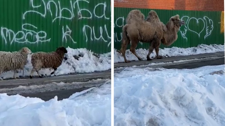 В Арамиле сняли на видео верблюда с двумя овечками, которые шли в школу