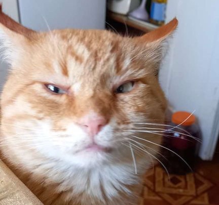 Нижегородец продает «чудо-кота» за четыре миллиона рублей