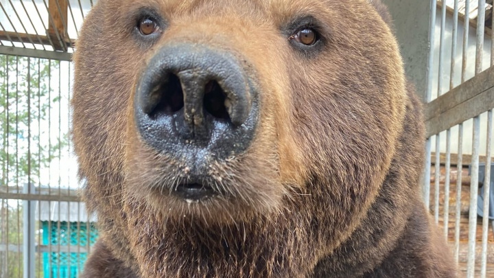 Медведь Малыш, из-за которого 10 лет спорили зоозащитники, переехал с трассы М-5 в челябинский зоопарк