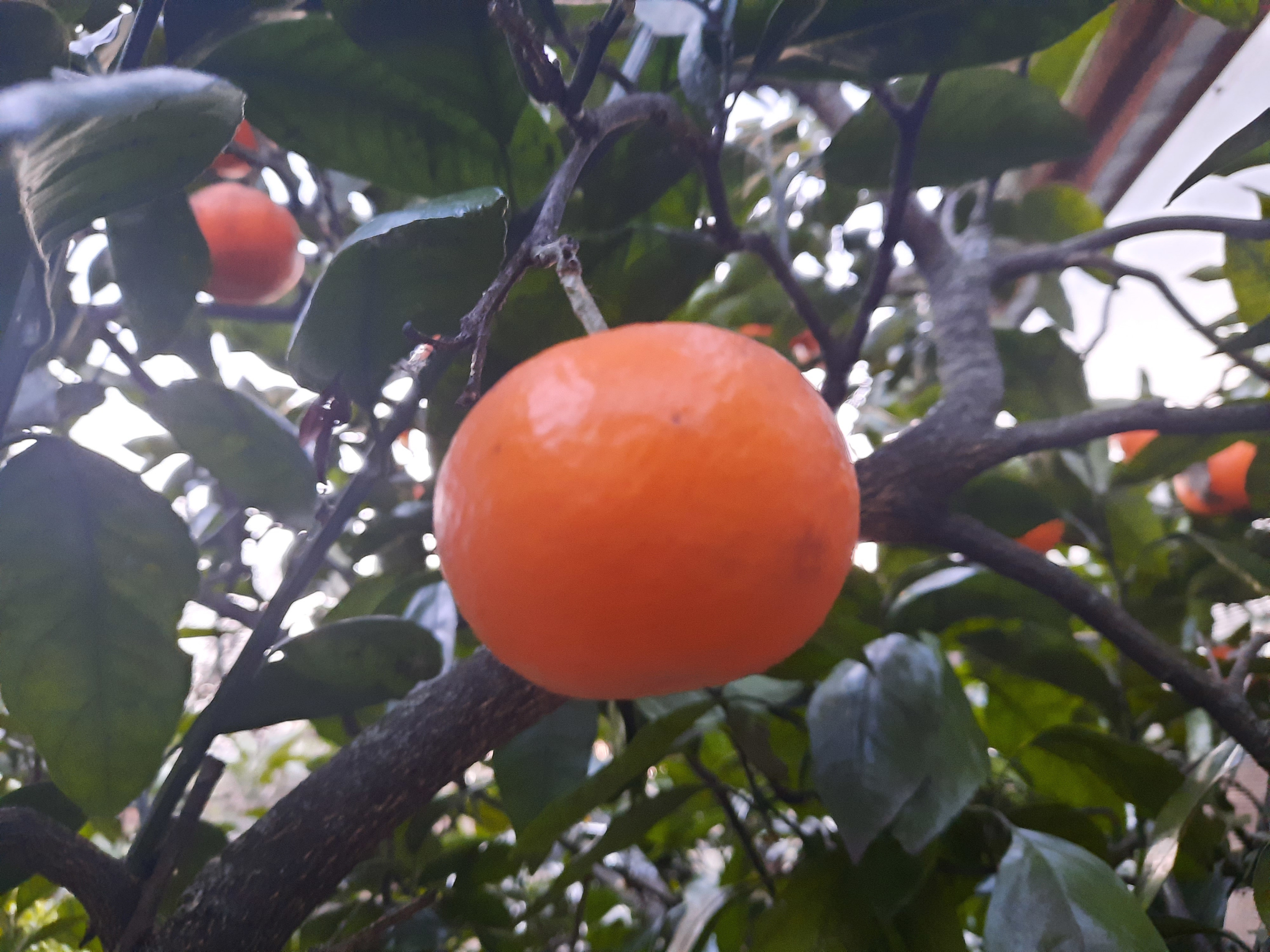 «Не блестят и не ярко-оранжевые». Как отличить абхазские мандарины от других