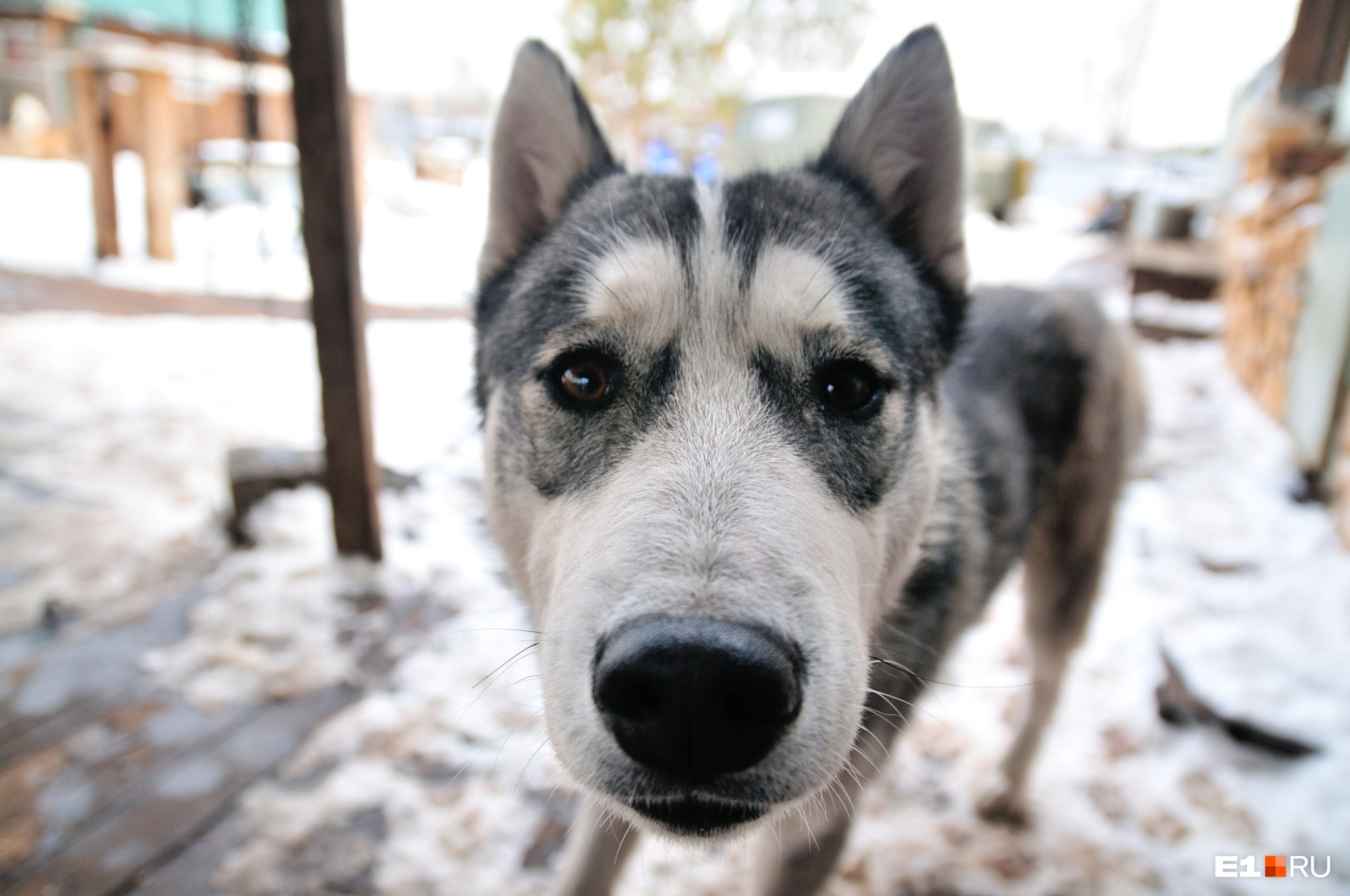 Уральские собаководы пожаловались губернатору на отсутствие площадок для питомцев