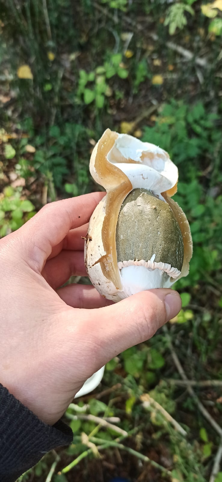Очень интересная форма гриба, похожая на яйцо или орешек