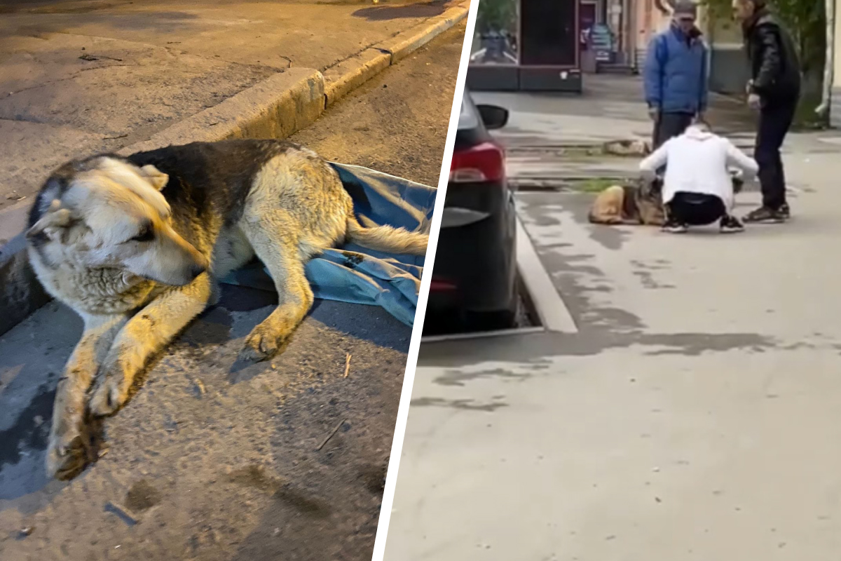 «Оставил умирать на обочине»: на Уралмаше водитель иномарки сбил собаку и скрылся