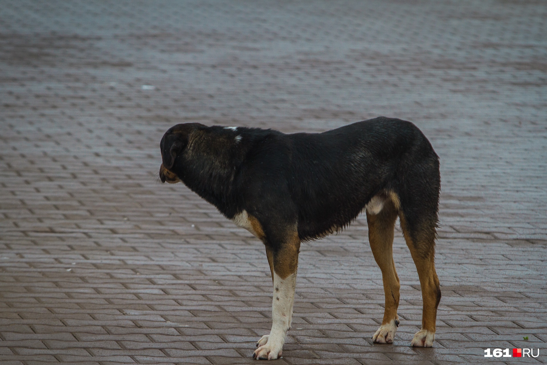 Собака, прокусившая ногу 12-летней девочки из Борзи, оказалась домашней