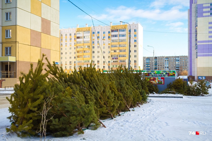 В ХМАО третий раз пройдет акция по переработке новогодних деревьев В ХМАО третий раз пройдет акция по переработке новогодних деревьев
