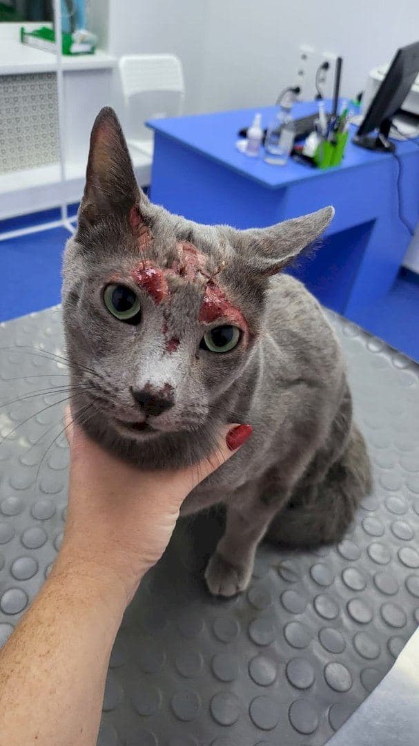 Спасенного котика сразу же отвезли в ветклинику Спасенного котика сразу же отвезли в ветклинику