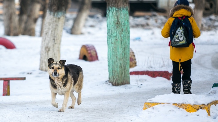 Не сошлись в цифрах: в Березовском районе заявили, что обещавший выпустить 30 агрессивных собак отловщик требует больше денег