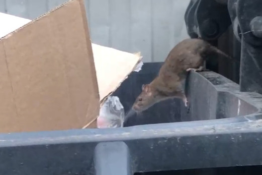 «Страшно выйти мусор выбросить»: жительница Архангельска возмущена нашествием крыс во дворе