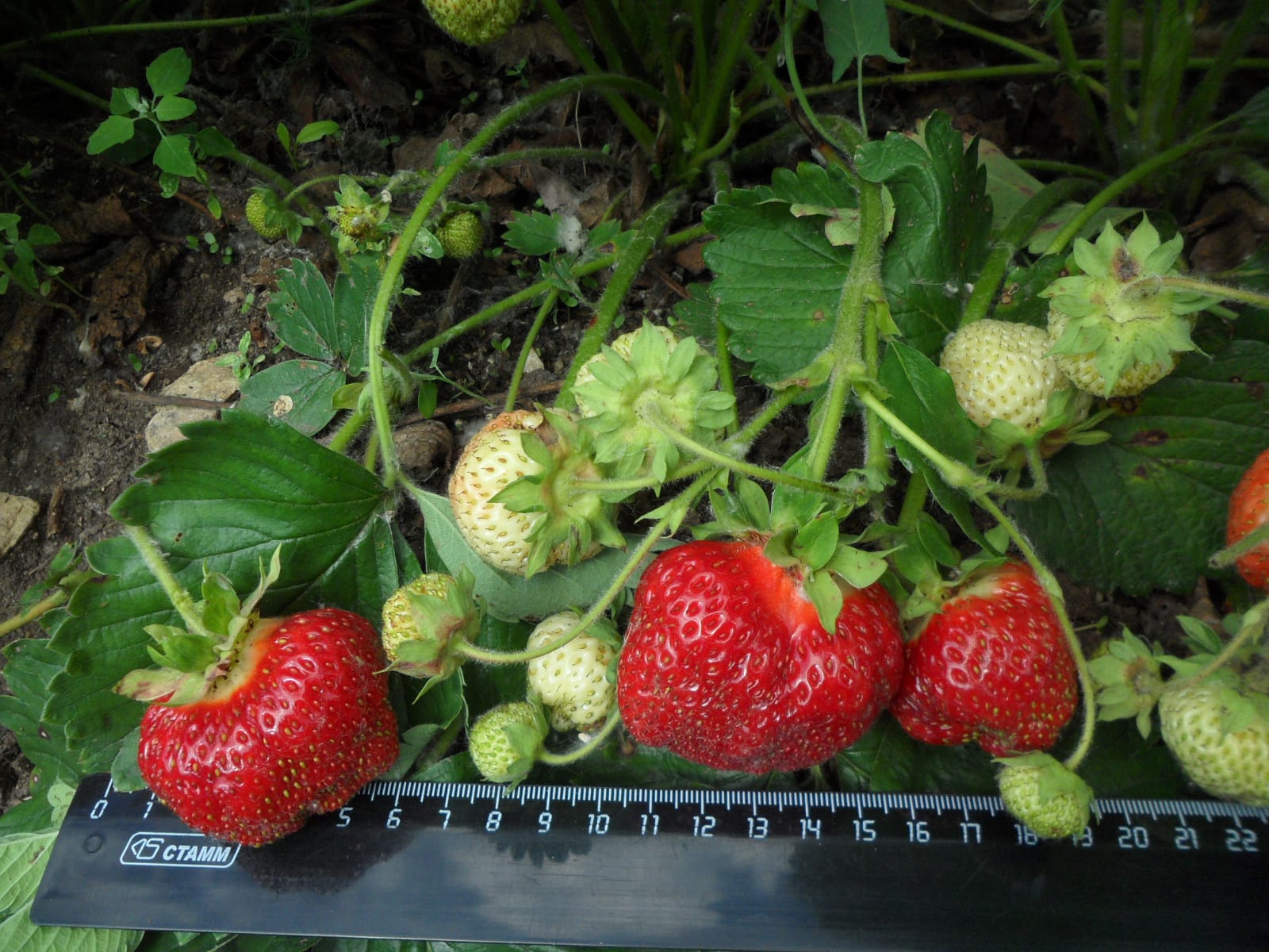 Земляника-гигант. Уральские ученые вывели новую ягоду, размерам которой позавидует любая клубника