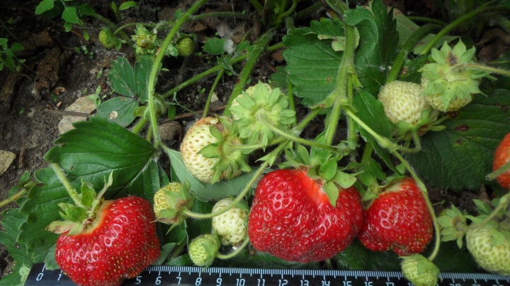 Земляника-гигант. Уральские ученые вывели новую ягоду, размерам которой позавидует любая клубника