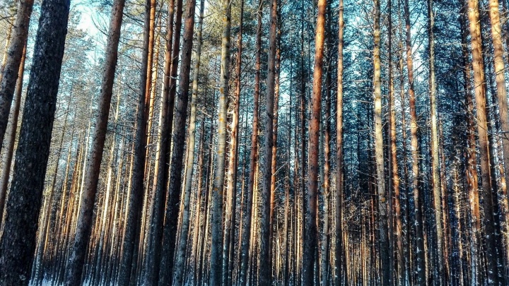 В Поморье спасли от вырубки 180 тысяч гектаров ценных лесов