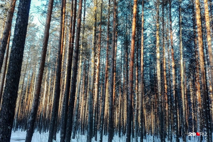 Лесопромышленные компании взяли на себя обязательства по сохранению экологически ценных участков леса