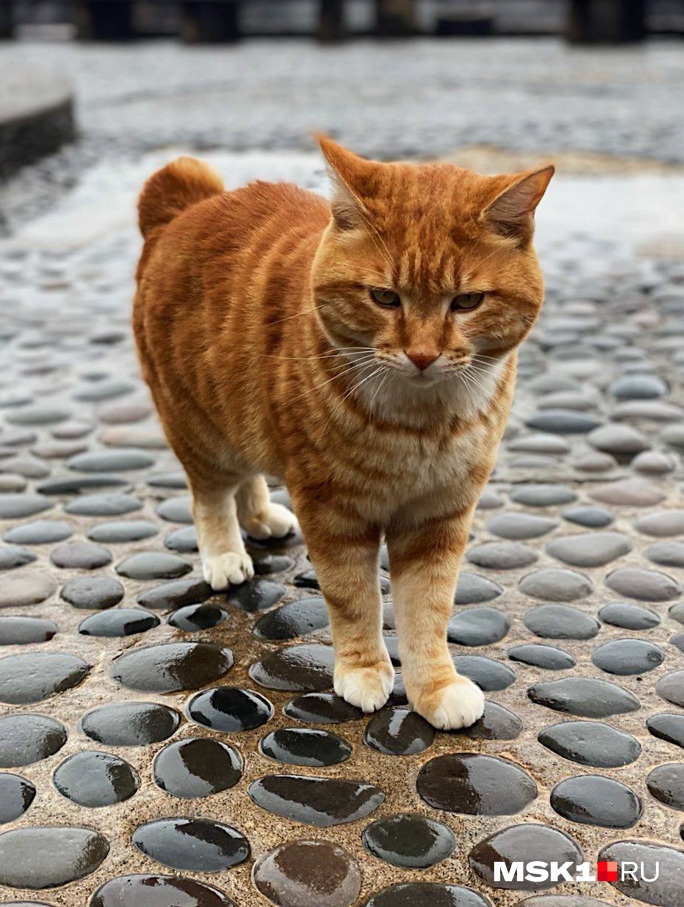 Этот красавец с надменным взглядом — кот Кеша породы курильский бобтейл. Пушистый абориген с Курильских островов