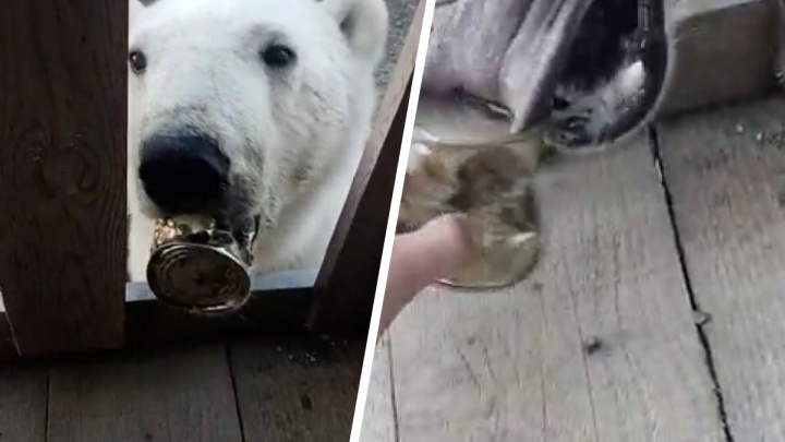 В Диксоне белый медведь застрял языком в консервной банке. На выручку летят московские специалисты