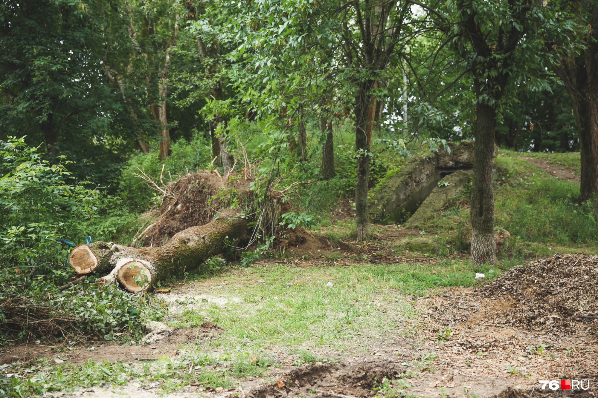 За поваленными деревьями, как говорят местные жители, вход в заброшенный бункер