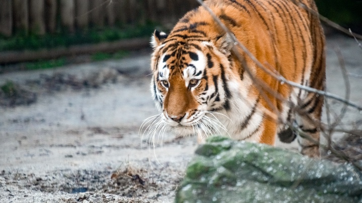 Тигр приближается! Фоторепортаж из Ростовского зоопарка с полосатым символом 2022 года
