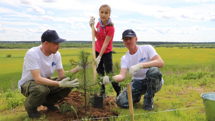 Деревья в честь героев: в Поморье высадят 45 гектаров новых лесов