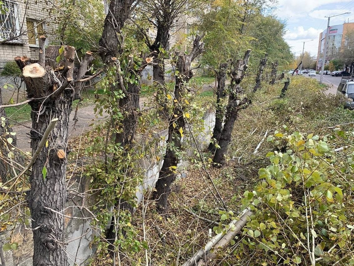 Сапожников заявил, что энергетики обрезают деревья под столбы в Чите