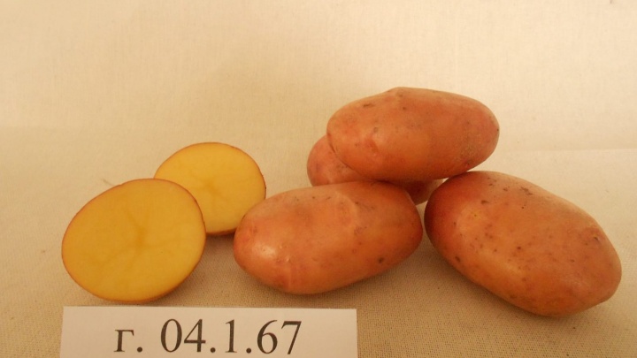 Уральские ученые вывели гигантскую картошку, которой не страшны болезни