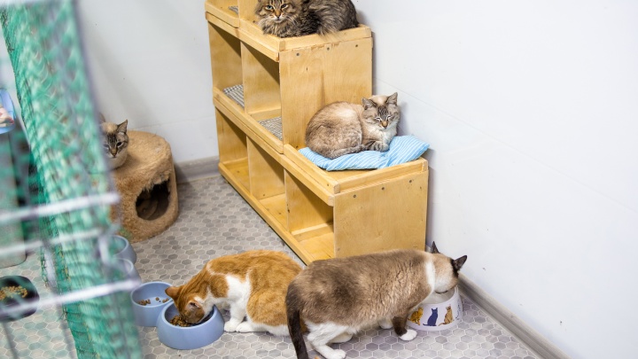 «Время котов» заканчивается: котокафе, которое 5 лет ищет котикам дом, само может оказаться на улице