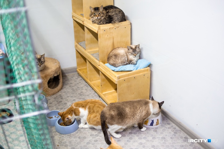 «Время котов» заканчивается: котокафе, которое <nobr class="_">5 лет</nobr> ищет котикам дом, само может оказаться на улице